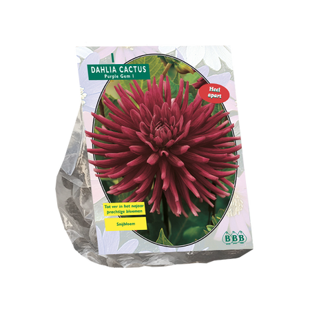 Dahlia cactus purple gem 1st - afbeelding 1