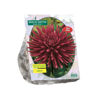 Dahlia cactus purple gem 1st