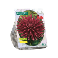 Dahlia cactus purple gem 1st - afbeelding 2