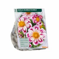 Dahlia collarette bumble rumble 1st