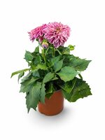 Dahlia Dahliette P12