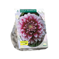 Dahlia deco edinburgh 1st - afbeelding 2