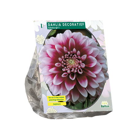 Dahlia deco edinburgh 1st - afbeelding 1
