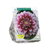 Dahlia deco edinburgh 1st