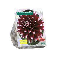 Dahlia deco mistery day 1st