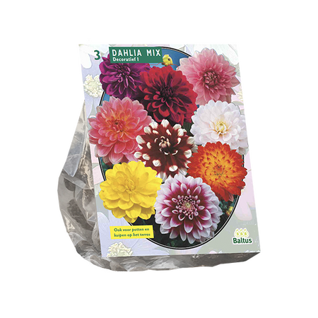 Dahlia deco mix 3st - afbeelding 1