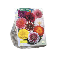 Dahlia deco mix 3st