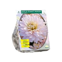 Dahlia decor dianas memory per 1