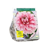 Dahlia decor strawberry cream per 1