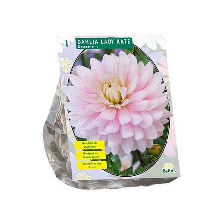 Dahlia decoratief lady kate per 1