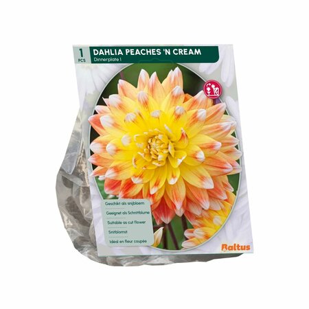 Dahlia decoratief peaches  n cream 1st