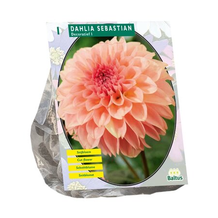 Dahlia decoratief sebastiaan 1st