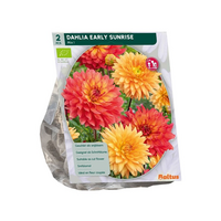 Dahlia early sunrise bio 2st