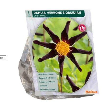 Dahlia enkelbl verrone s obsidian 1st