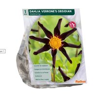 Dahlia enkelbl verrone s obsidian 1st