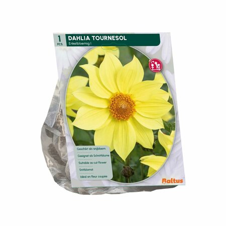 Dahlia enkelbloemig tournesol 1st