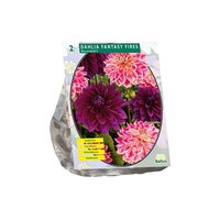 Dahlia fantasy fires 2st