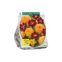 Dahlia honey blends 2st