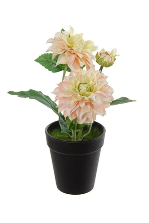 Dahlia in pot h26cmzalm (Zijde-plant)