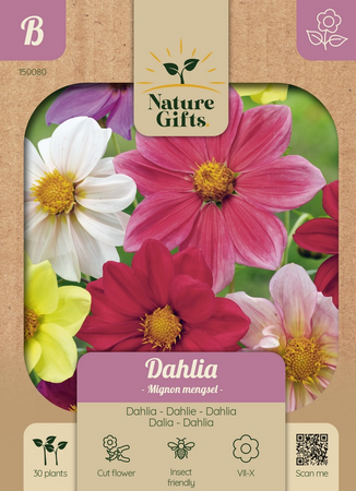Dahlia mignon mengsel 30st