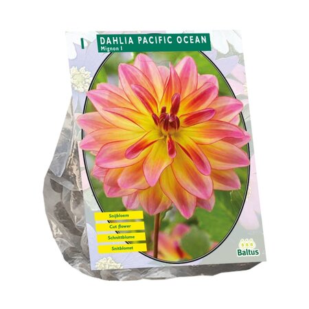 Dahlia mignon pacific ocean 1st