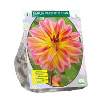 Dahlia mignon pacific ocean 1st