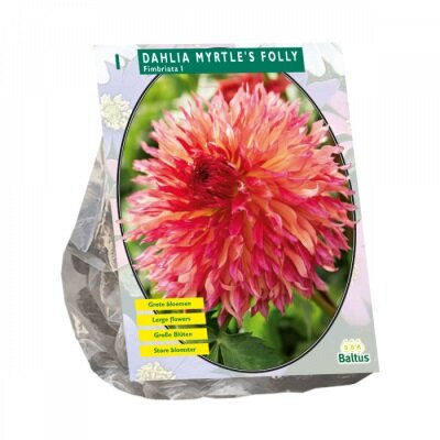 Dahlia myrtles folly per 1