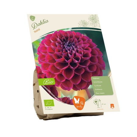 Dahlia natal bio 1st