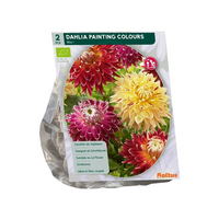 Dahlia painting colours bio 2st