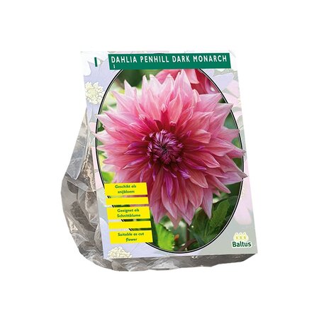 Dahlia penhill dark monarch per 1