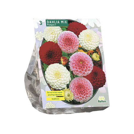 Dahlia pompon mix 3st - afbeelding 1