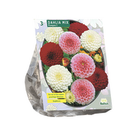 Dahlia pompon mix 3st - afbeelding 1
