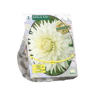 Dahlia princess bio 2st