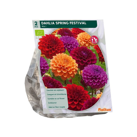 Dahlia spring festival bio 2st