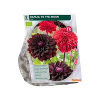 Dahlia to the moon bio 2st