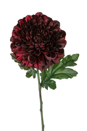 Dahliasteel l56cm burgundy