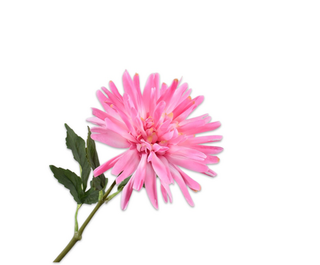 Dahliasteel l59cm lichtroze