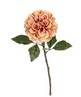 Dahliasteel l59m bruin