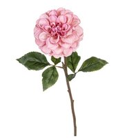 Dahliasteel l59m roze