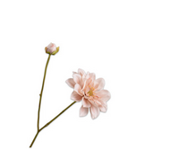 Dahliatak l48cm lichtbruin