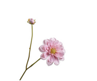 Dahliatak l48cm roze