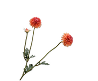 Dahliatak l53cm perzik