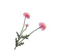 Dahliatak l53cm roze/creme