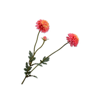 Dahliatak l53cm roze/geel