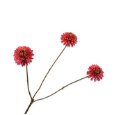 Dahliatak l65cm beauty