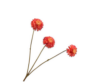 Dahliatak l65cm lichtrood