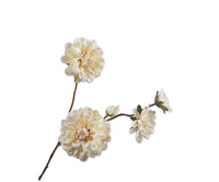 Dahliatak l70cm creme