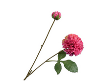 Dahliatak l73cm beauty