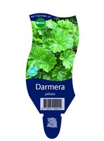 Darmera peltata