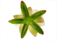 Decoratiewaterlelie d16cm wit - afbeelding 2